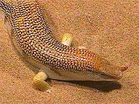 Sandfisch